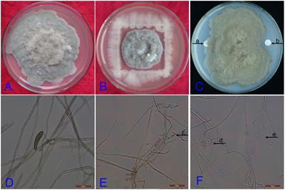 An Endophytic Bacterial Strain Isolated from Eucommia ulmoides Inhibits Southern Corn <mark class="highlighted">Leaf Blight</mark>